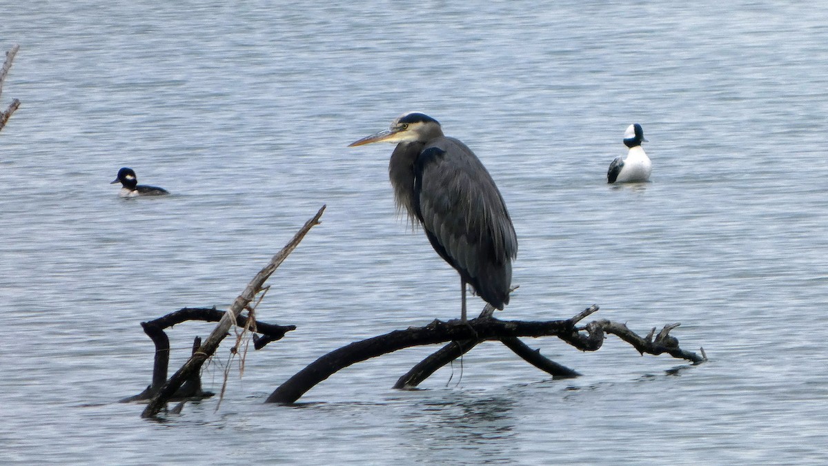 Great Blue Heron - ML645217380