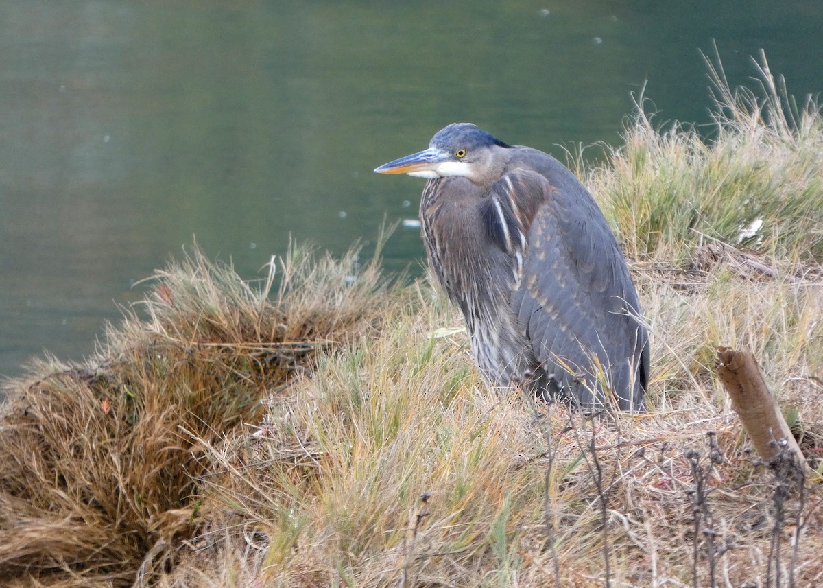 Great Blue Heron - ML645217384