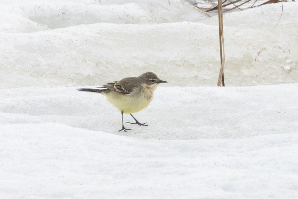 Western Yellow Wagtail (thunbergi) - ML645217401