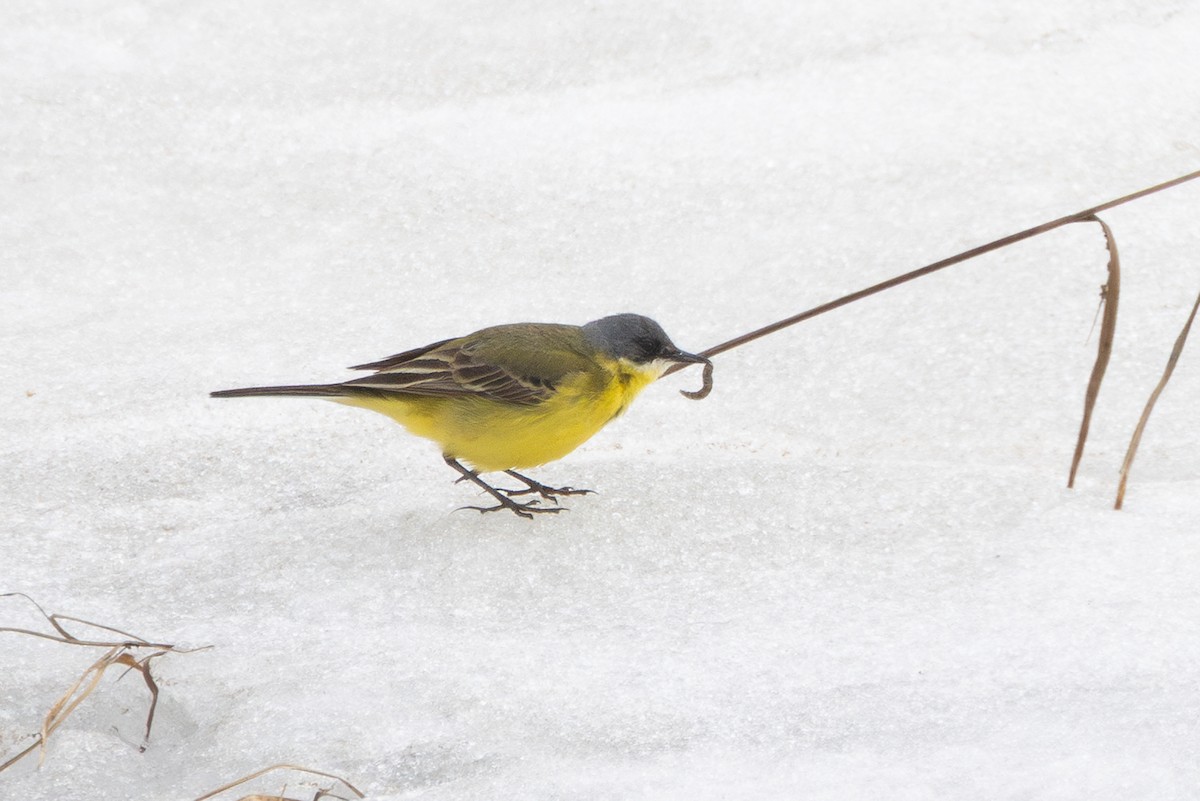 Western Yellow Wagtail (thunbergi) - ML645217402