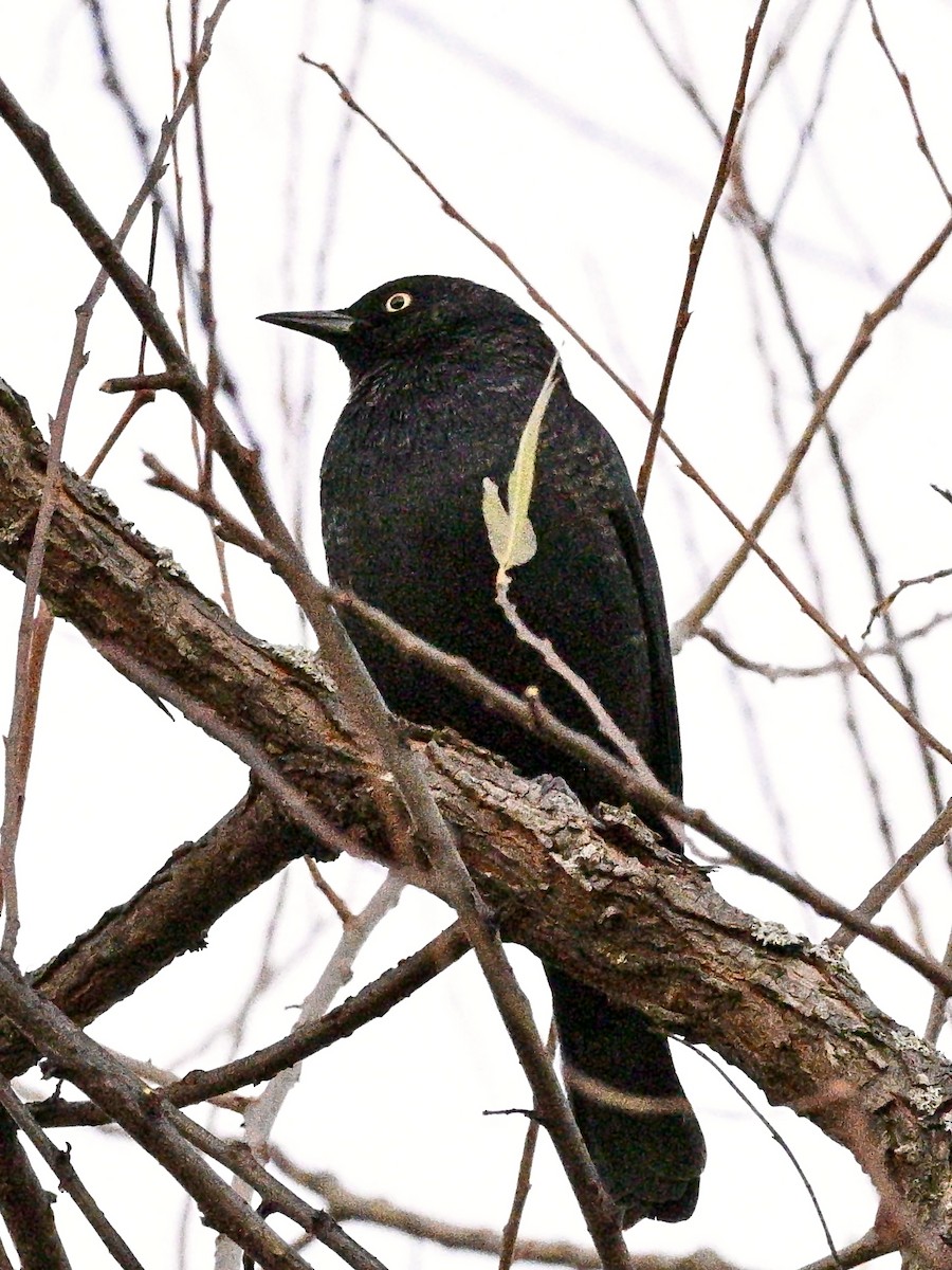 Rusty Blackbird - ML645217422
