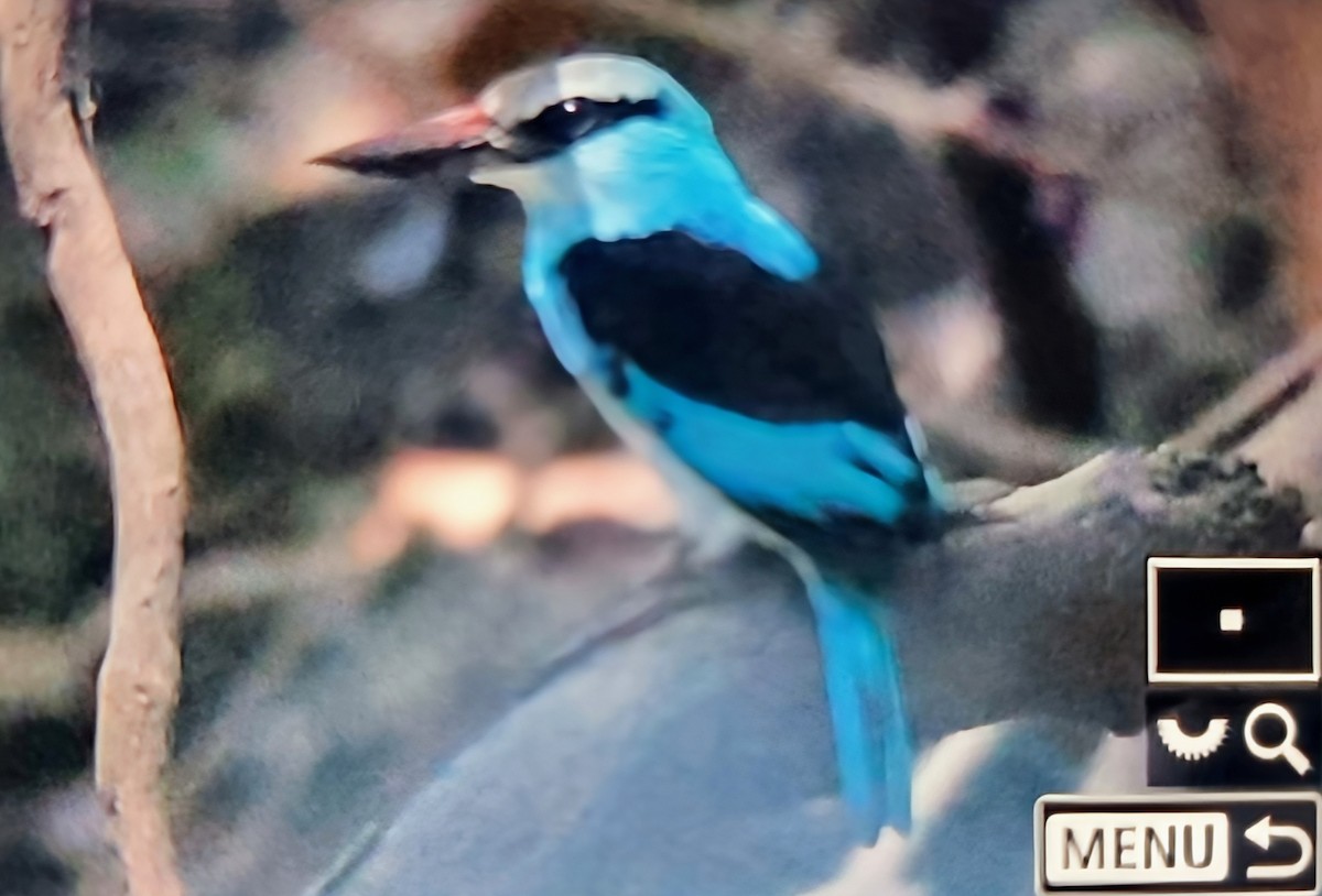 Blue-breasted Kingfisher - ML645217424