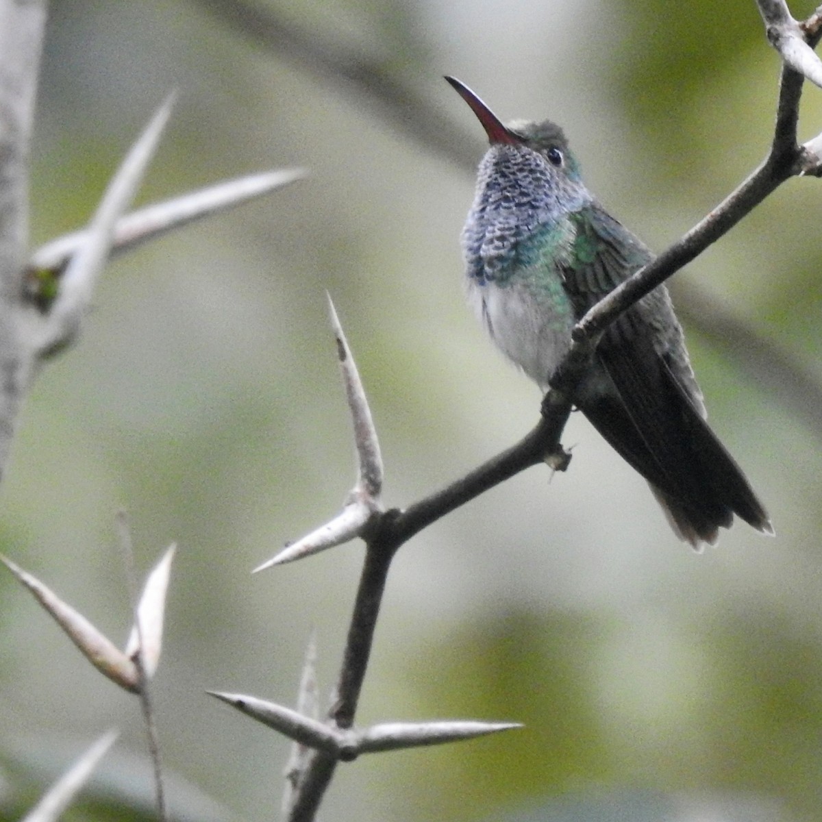 Honduran Emerald - ML645217426