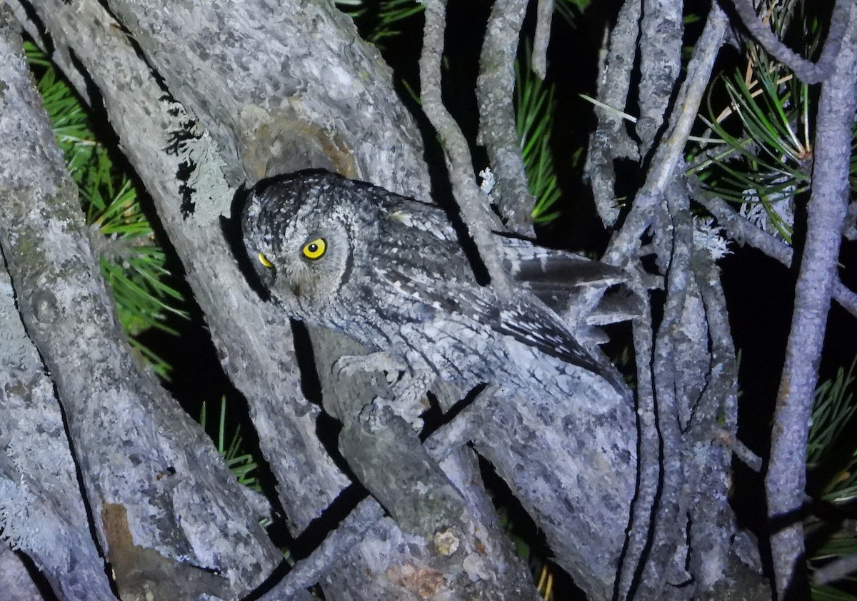 Autillo Chipriota - ML645217428