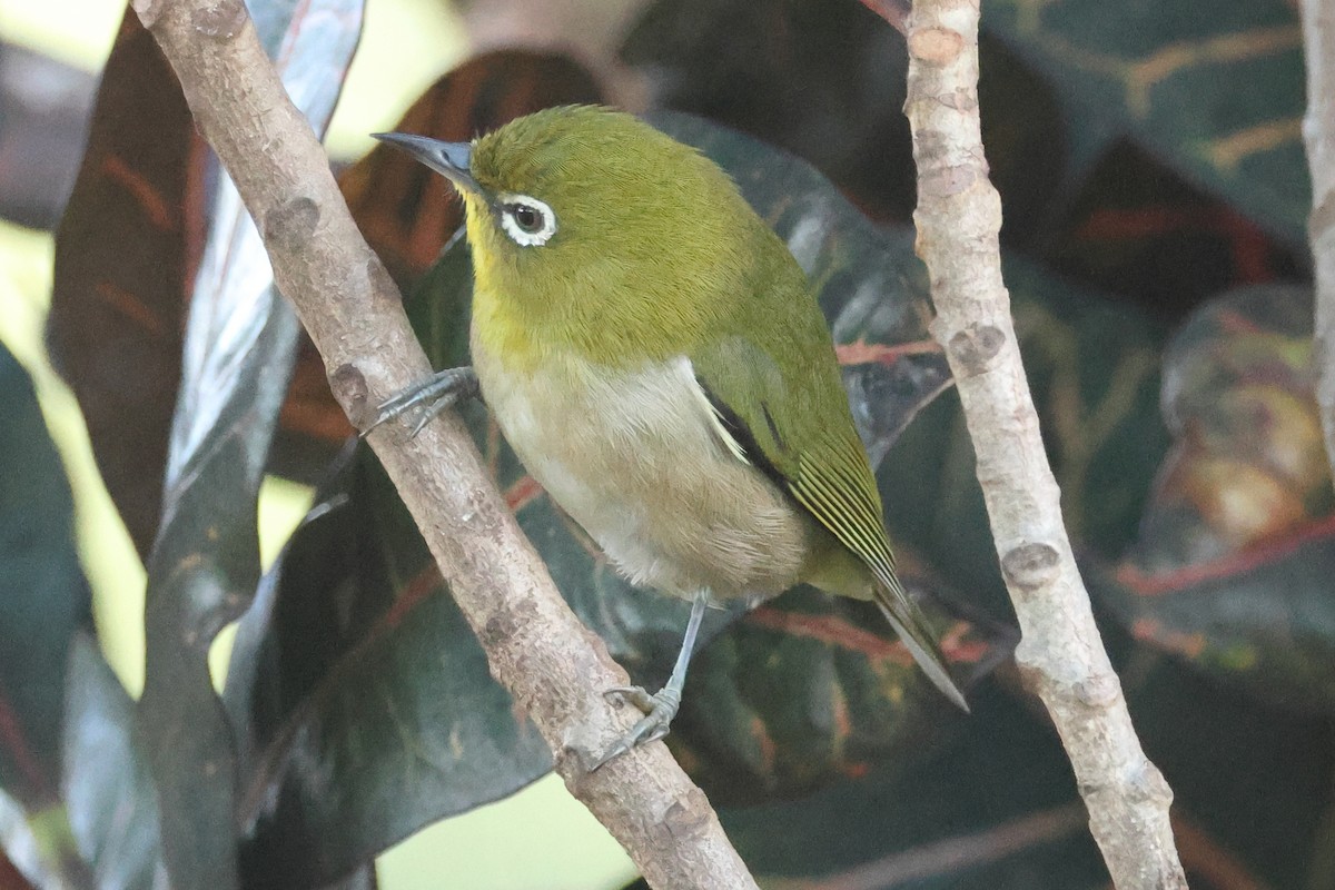 Warbling White-eye - ML645217437
