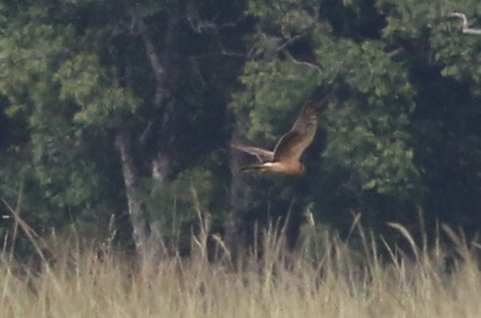 Aguilucho Papialbo - ML645217441