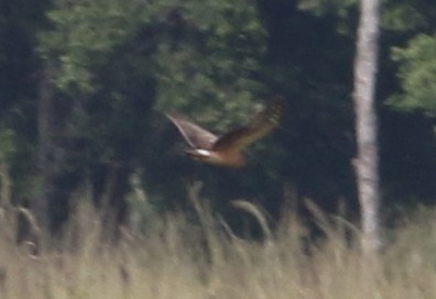 Aguilucho Papialbo - ML645217442