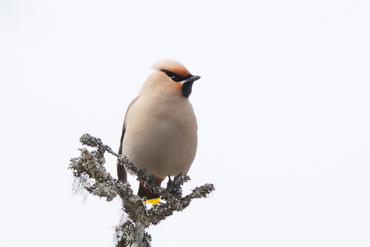 Ampelis Europeo - ML645217448