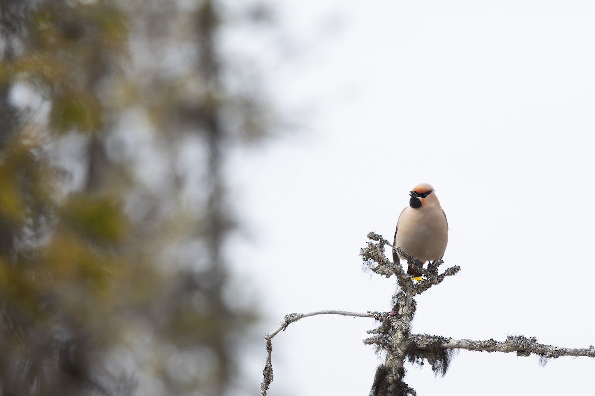 Ampelis Europeo - ML645217451