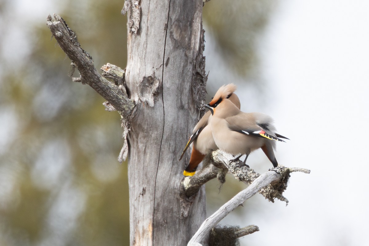 Ampelis Europeo - ML645217453