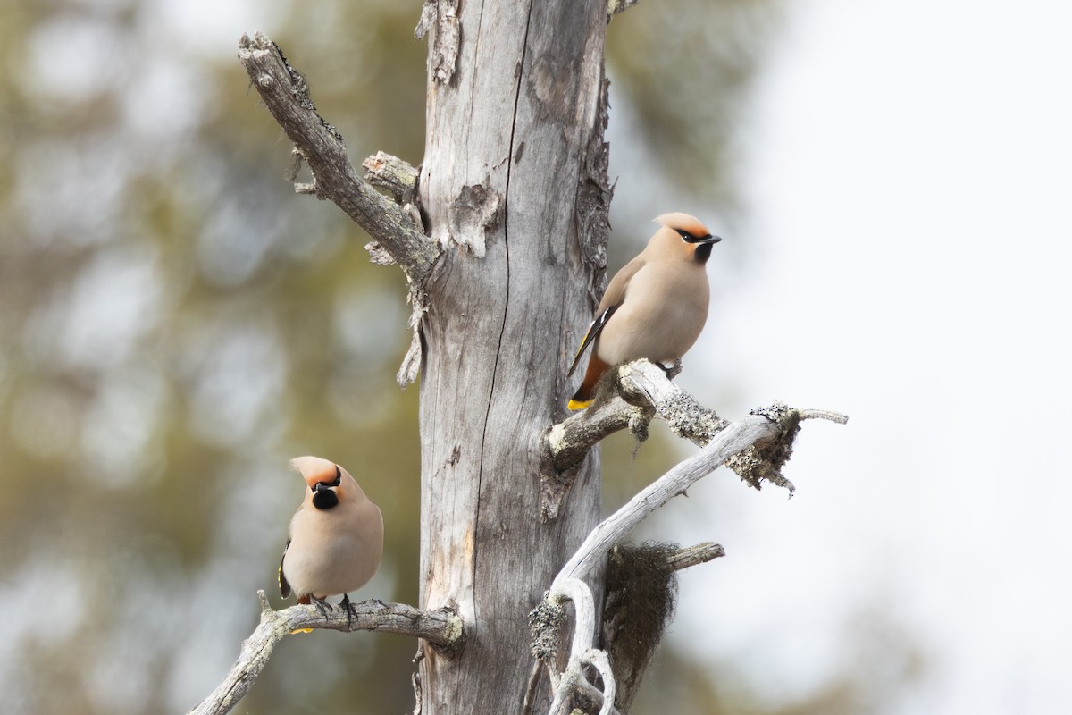 Ampelis Europeo - ML645217454