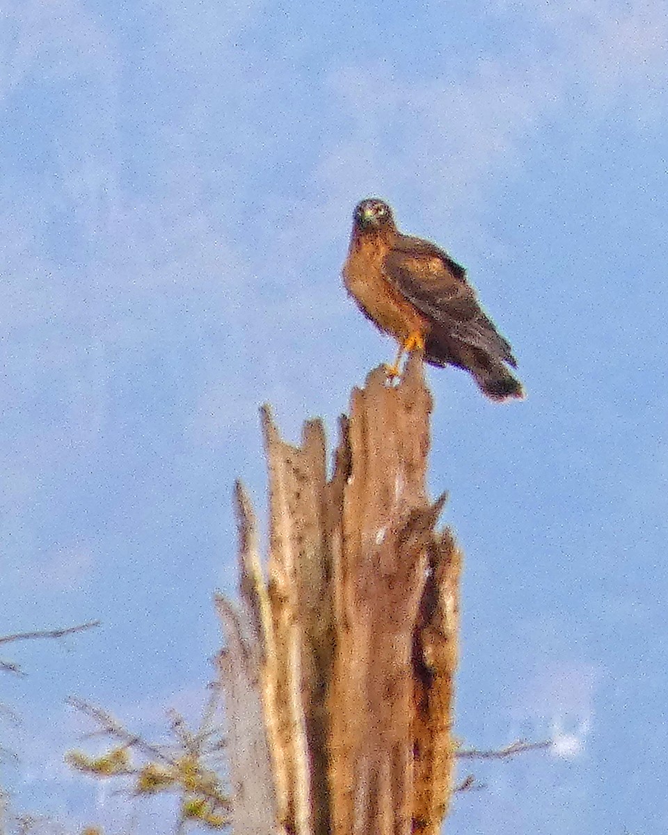 Northern Harrier - ML645217457