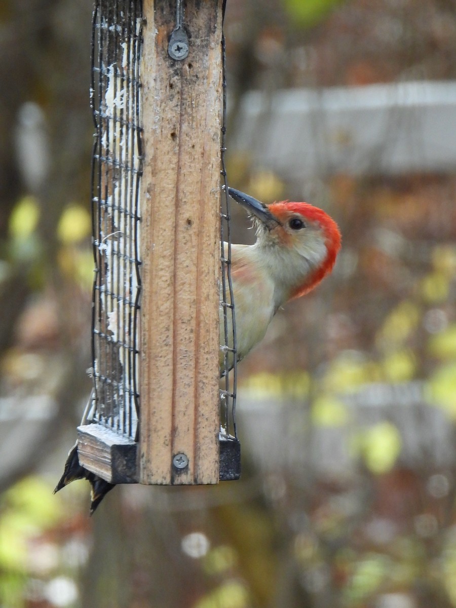 シマセゲラ - ML645217473