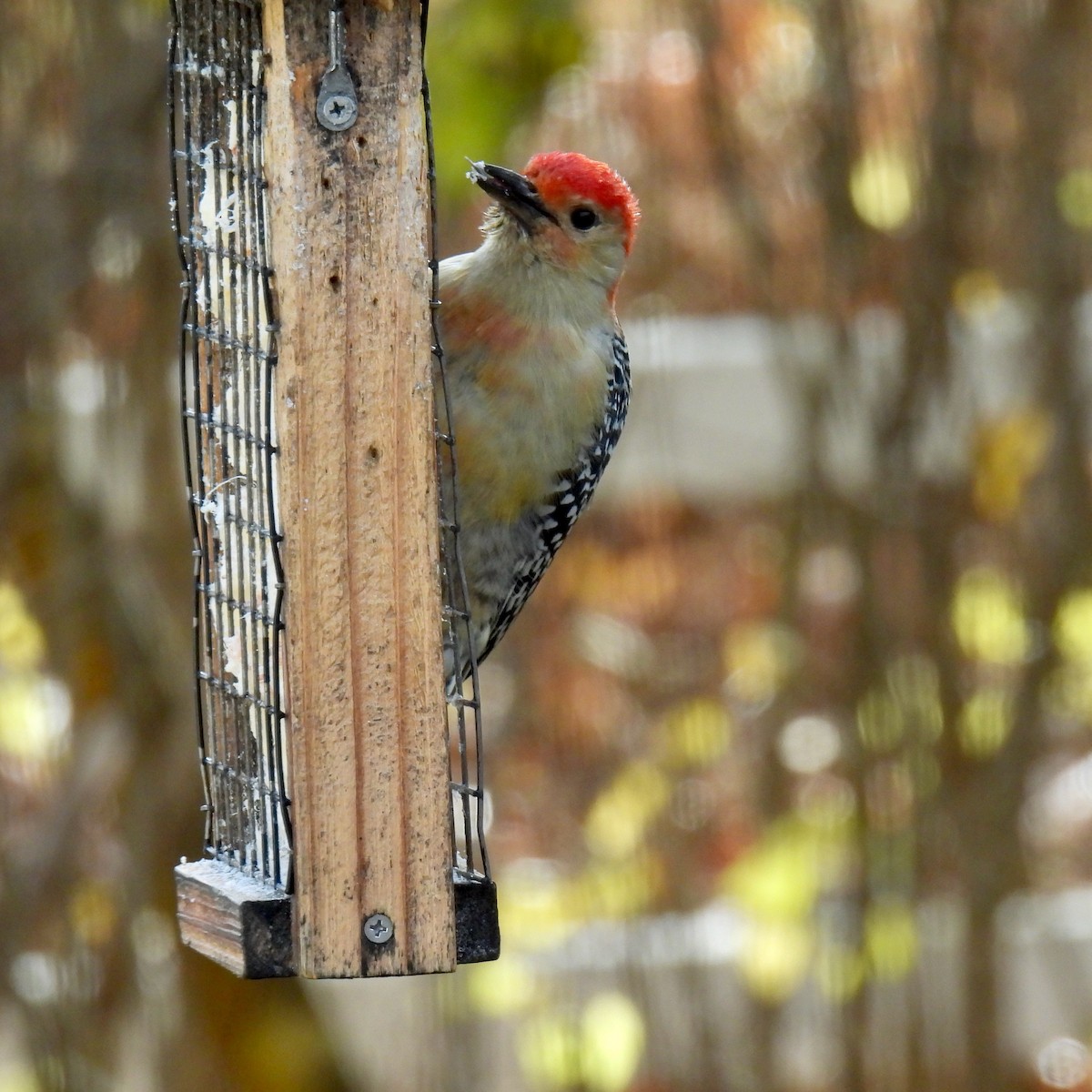 シマセゲラ - ML645217474