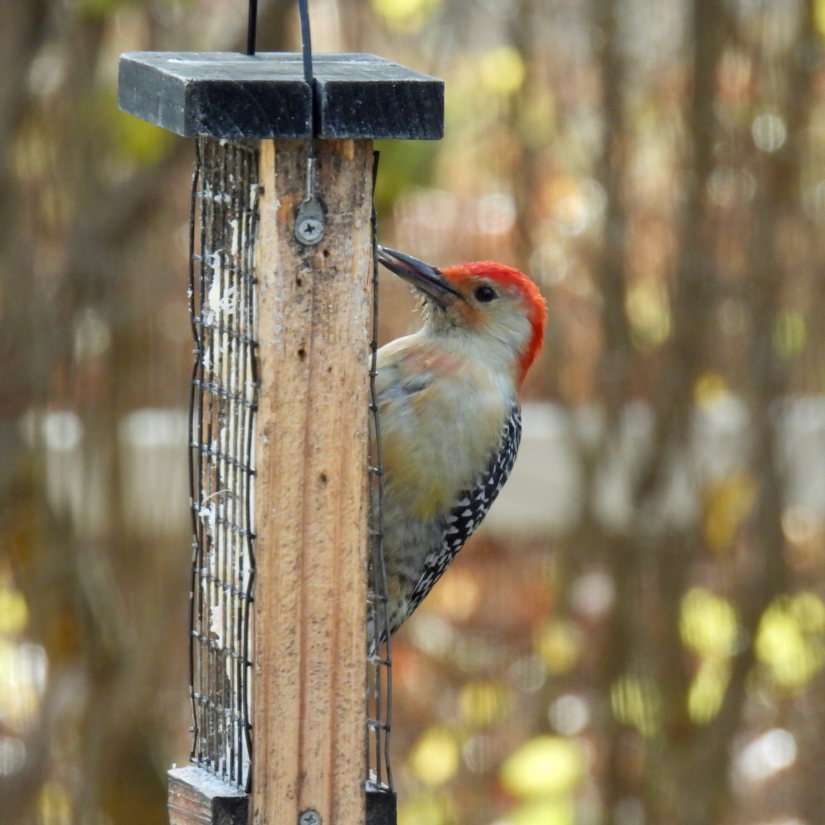シマセゲラ - ML645217475