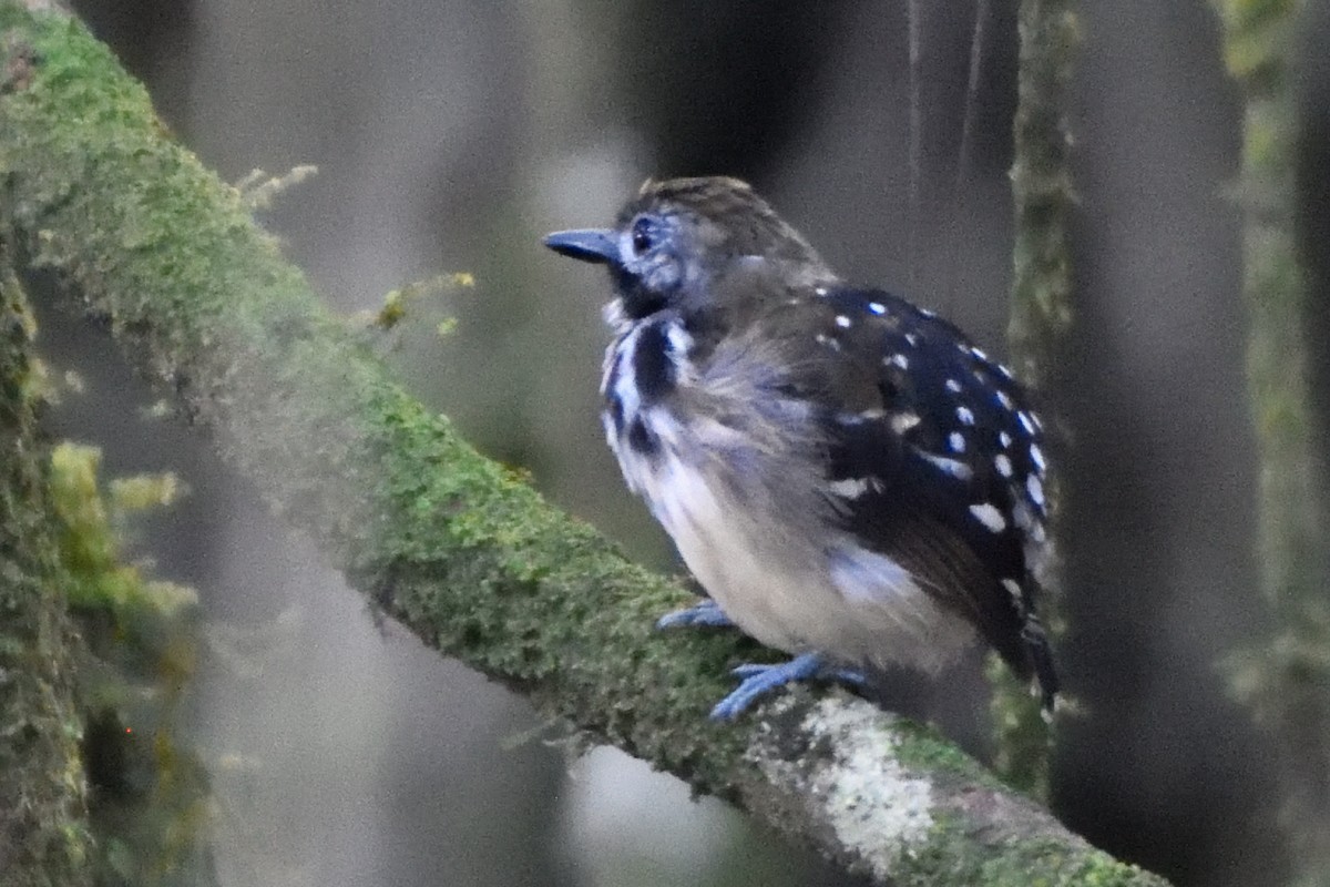 Жемчужноспинная муравьеловка - ML645217479