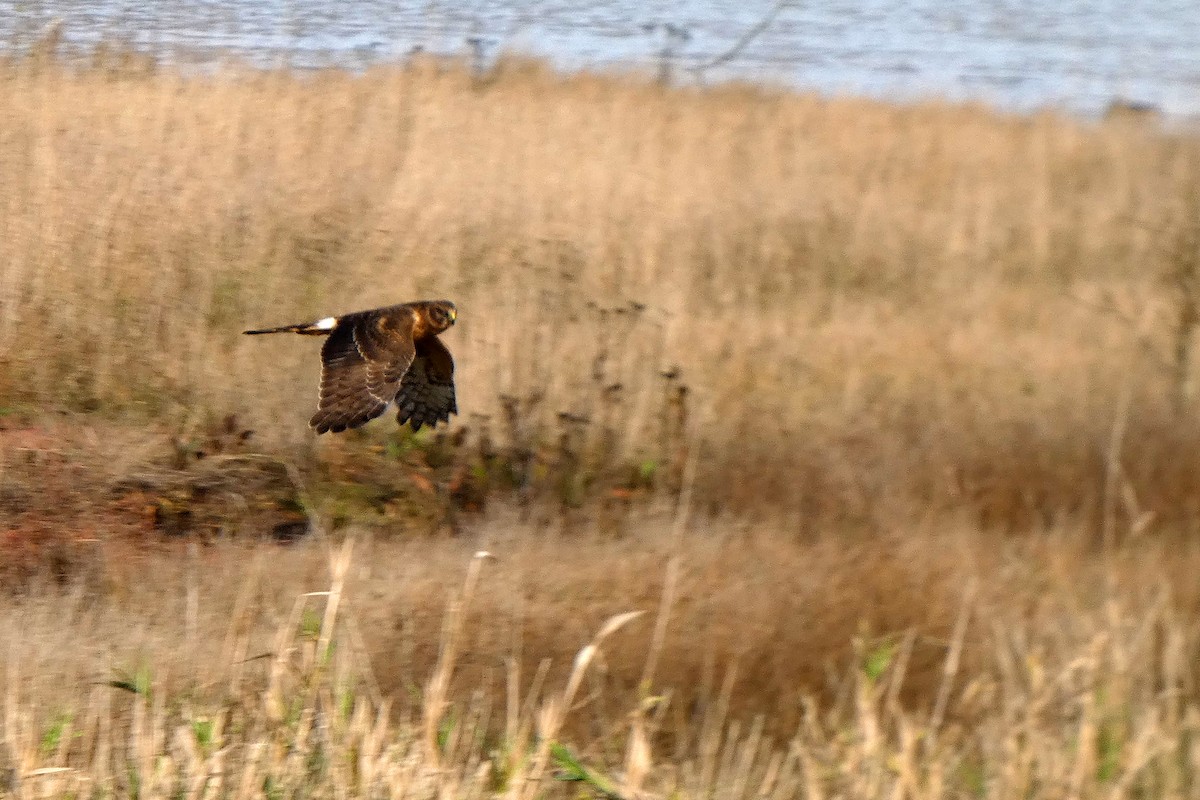 Northern Harrier - ML645217481