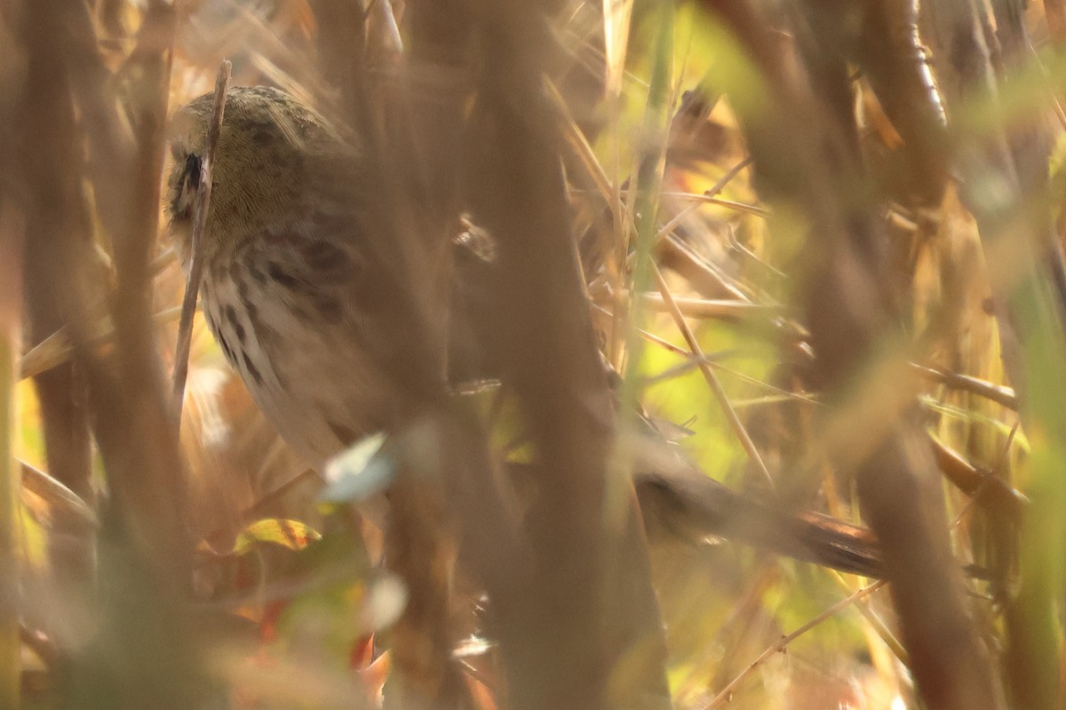 Henslow's Sparrow - ML645217482