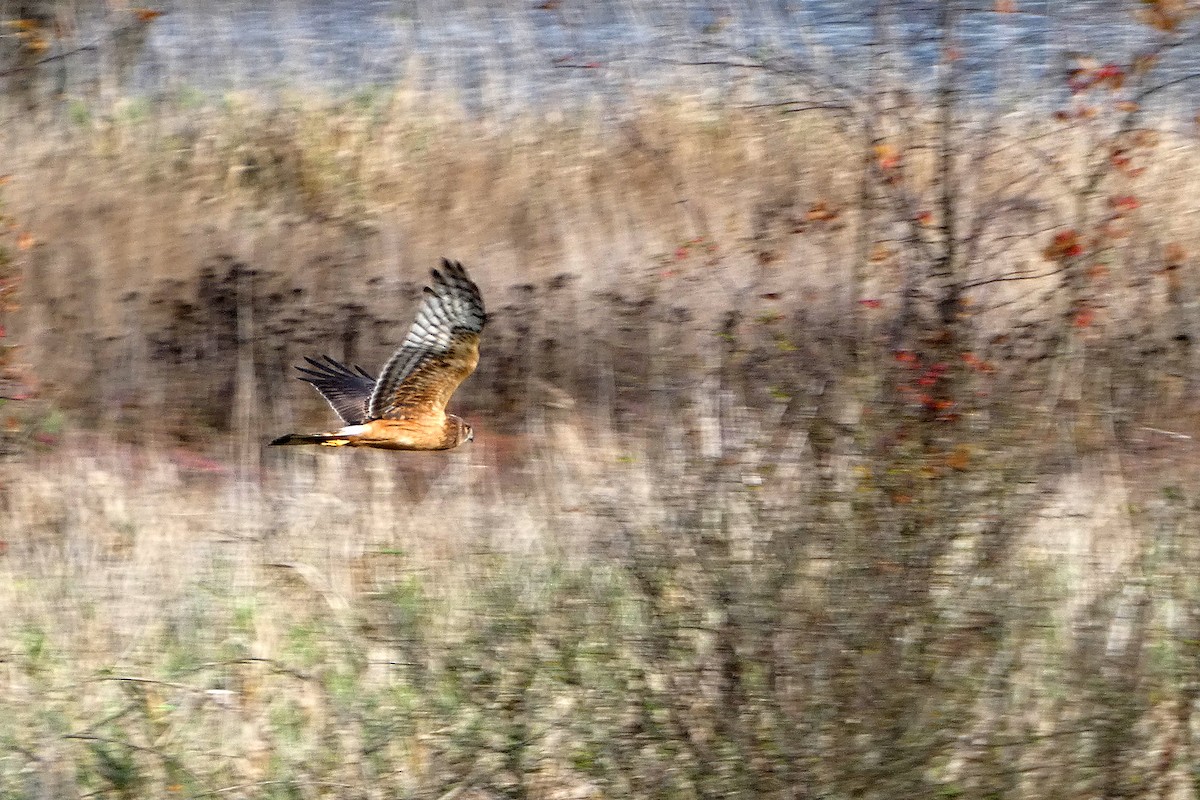 Northern Harrier - ML645217486