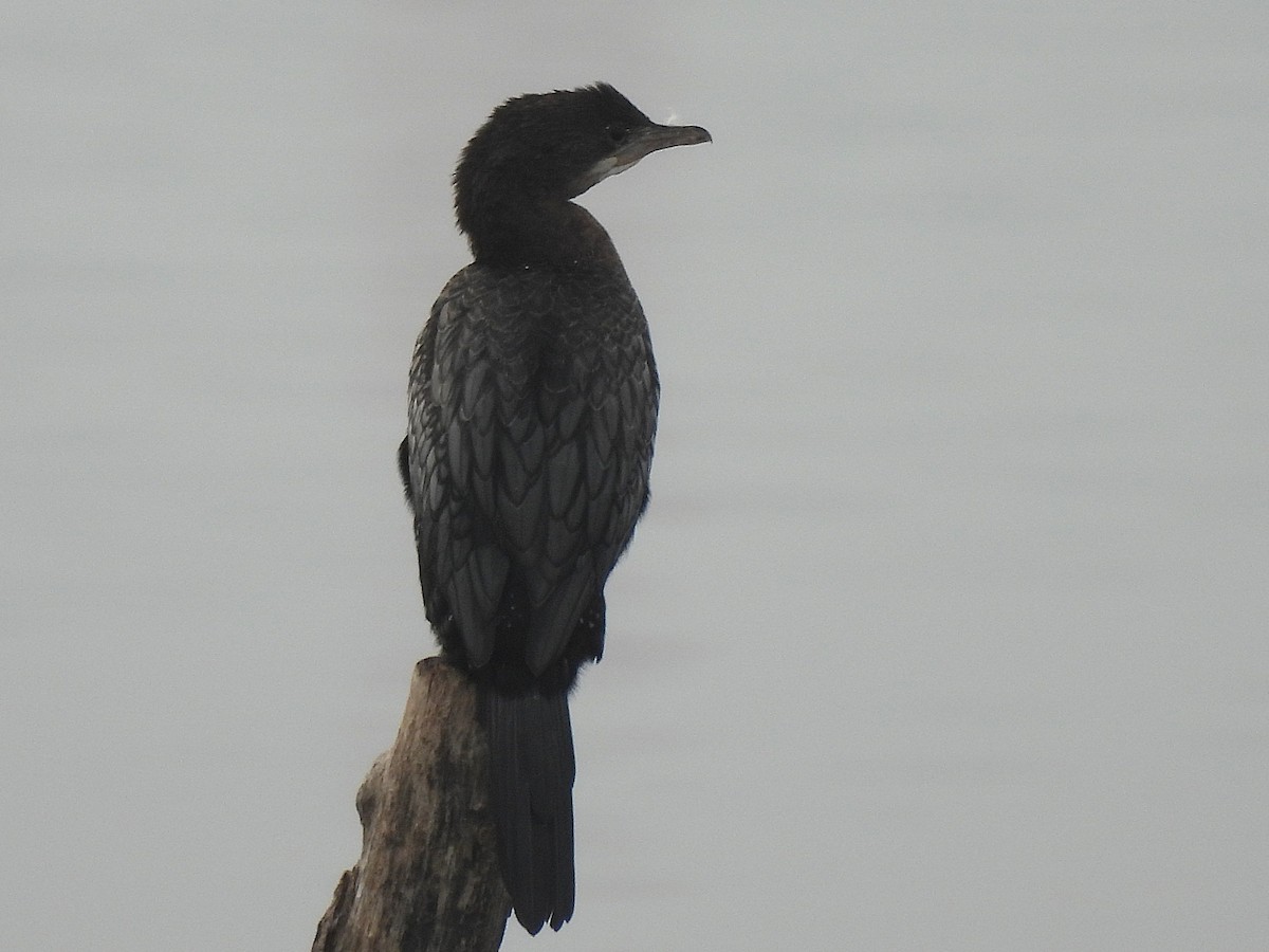 Pygmy Cormorant - ML645217494