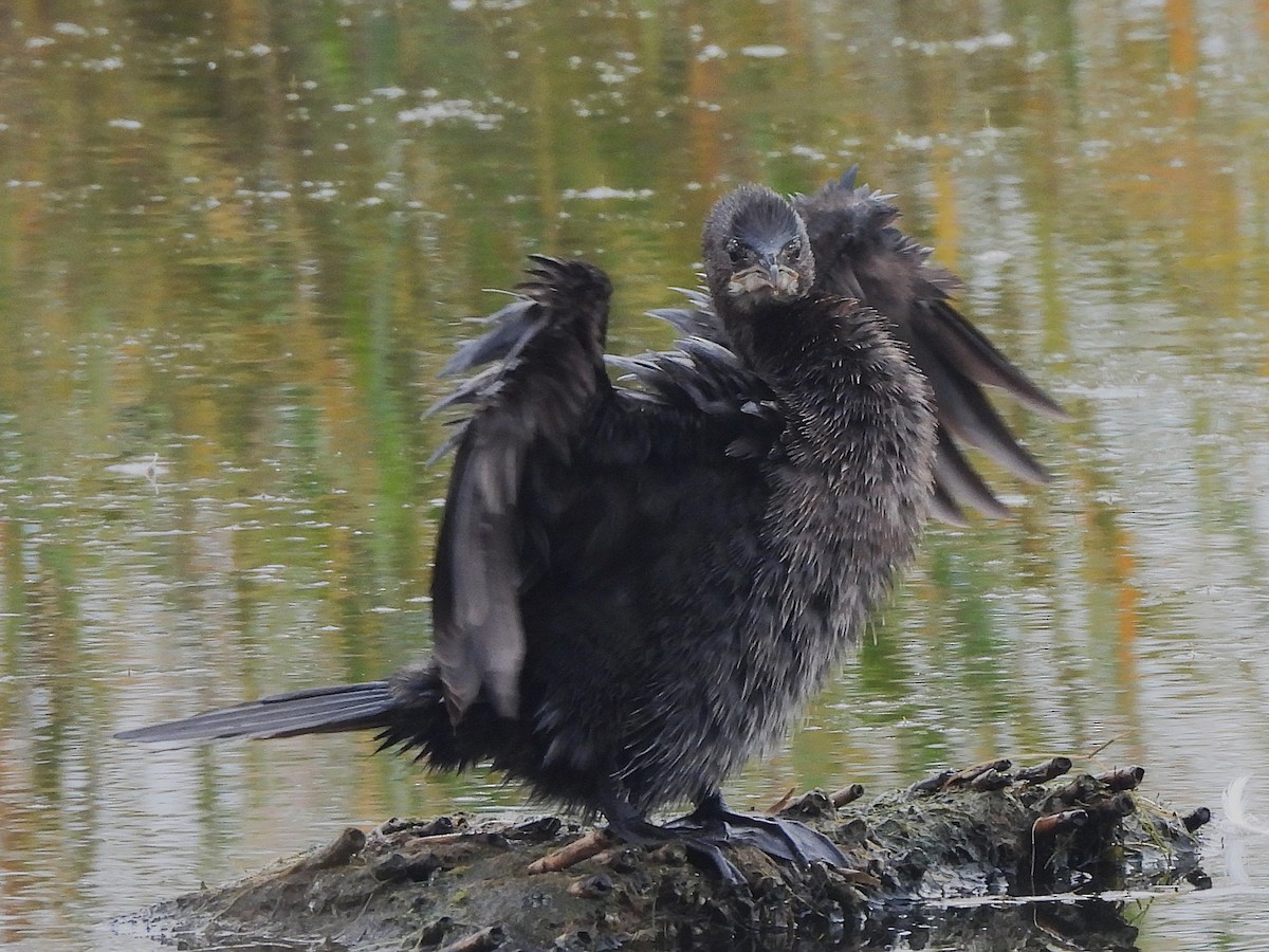 Pygmy Cormorant - ML645217495