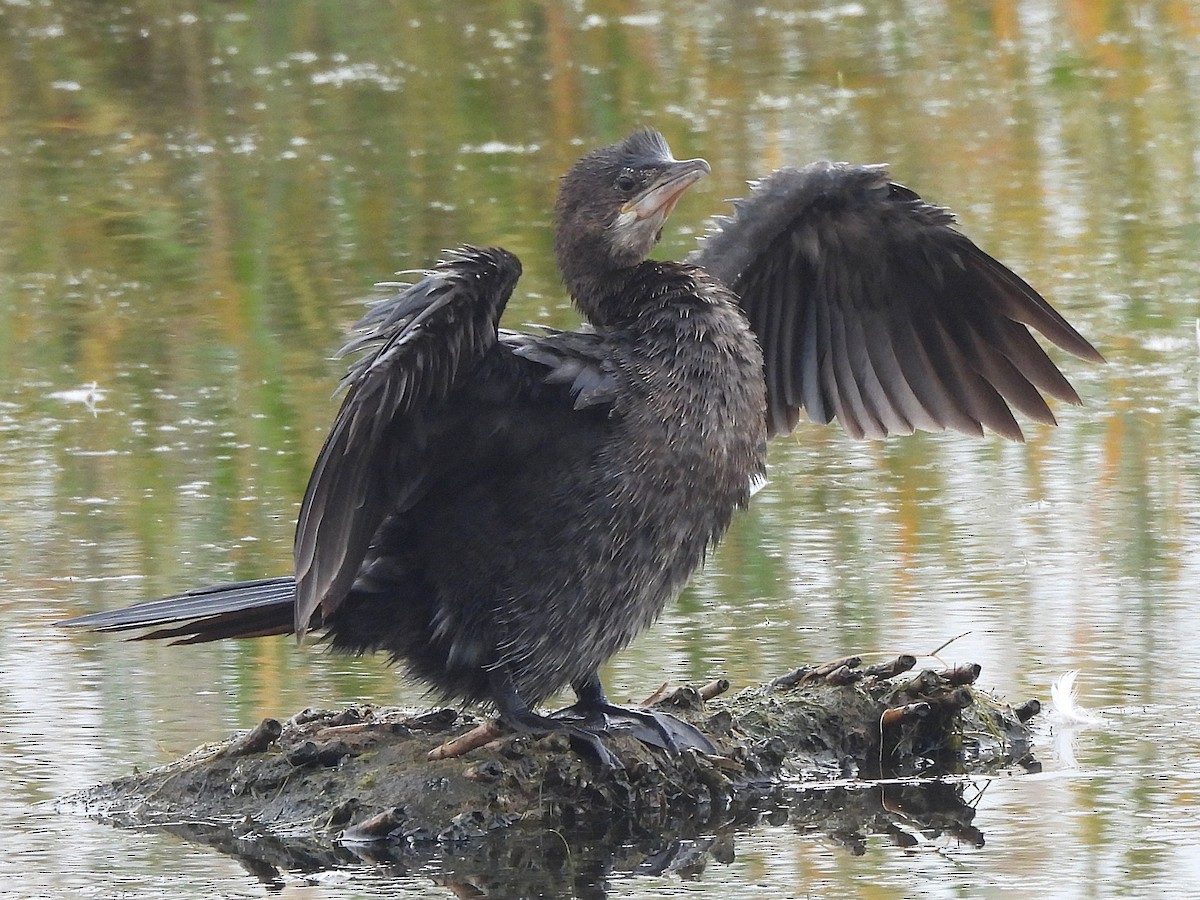 Pygmy Cormorant - ML645217496