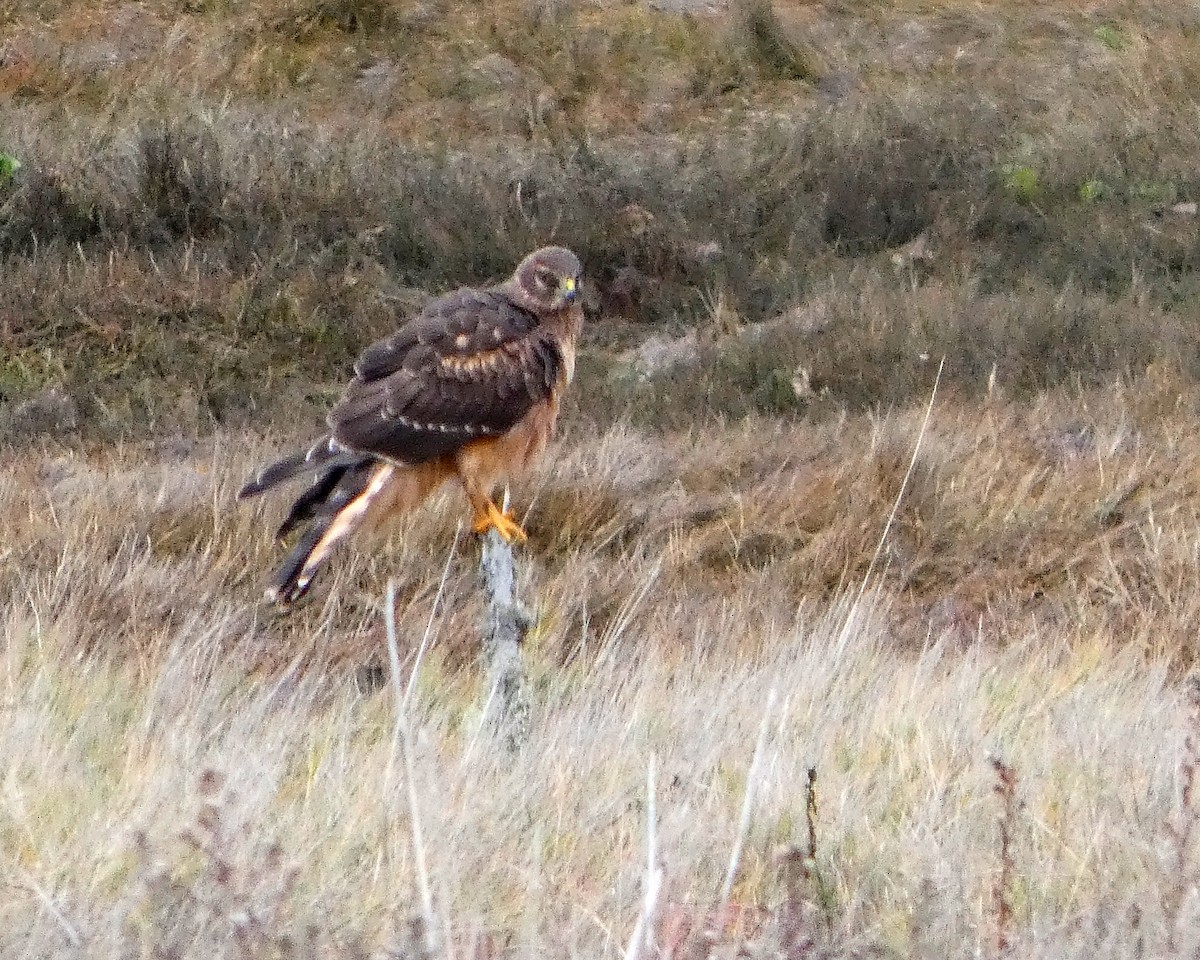 Northern Harrier - ML645217497