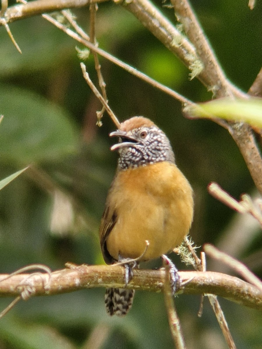 Rufous-breasted Wren - ML645217499