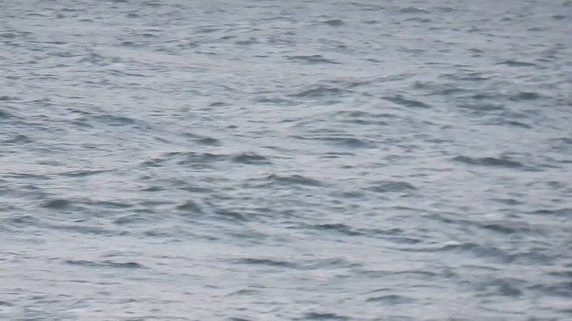 Velvet Scoter - ML645217505