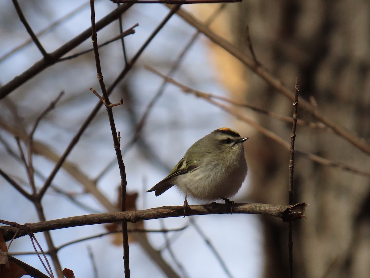 Erregetxo amerikarra - ML645217506