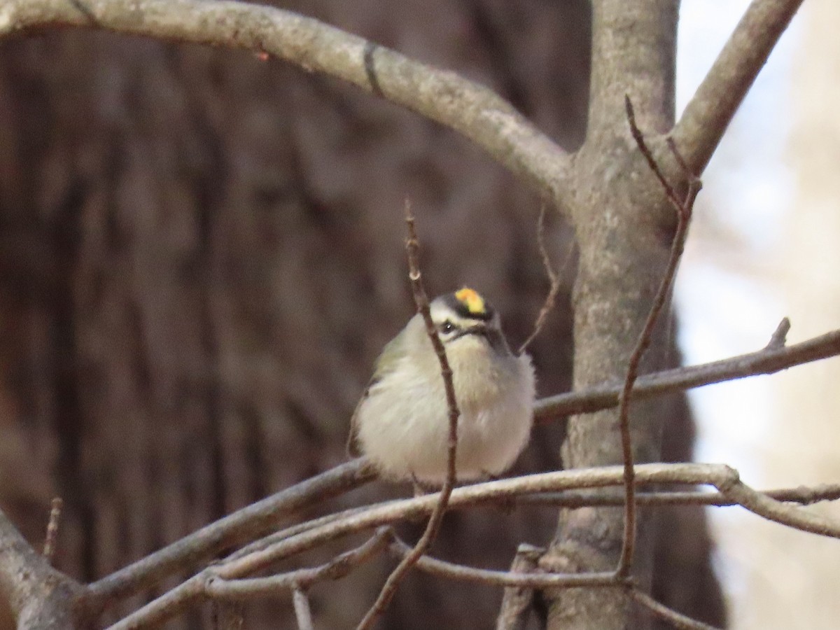 Erregetxo amerikarra - ML645217509