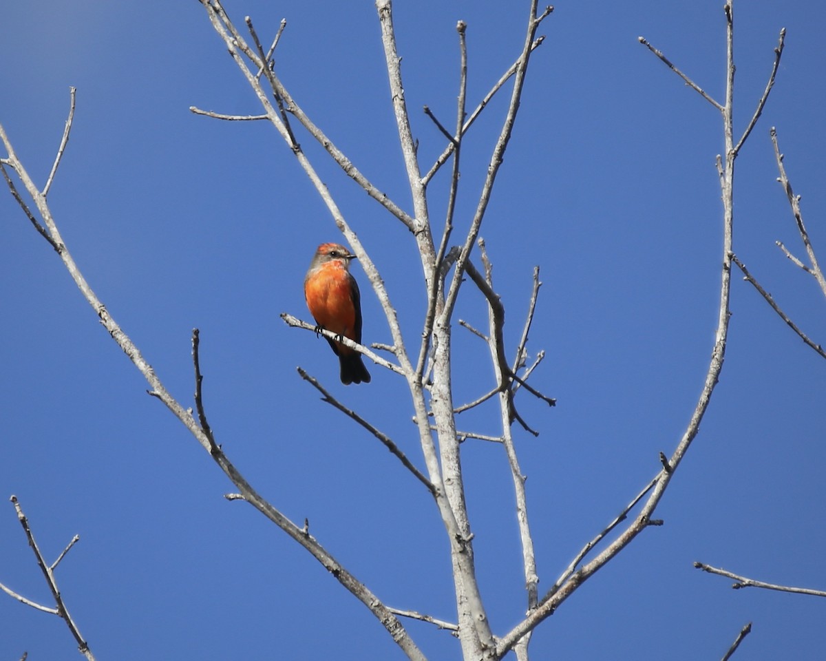Vermilion Flycatcher - ML645217510