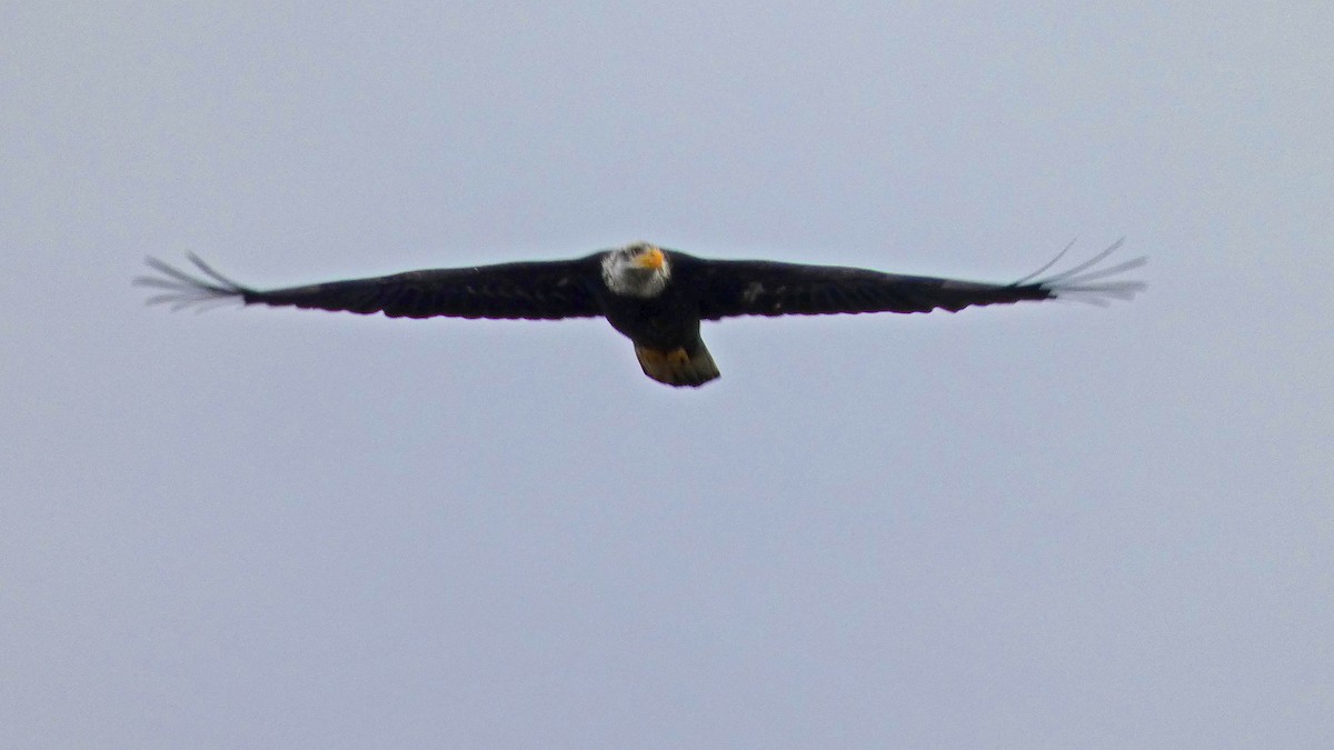 Bald Eagle - ML645217517