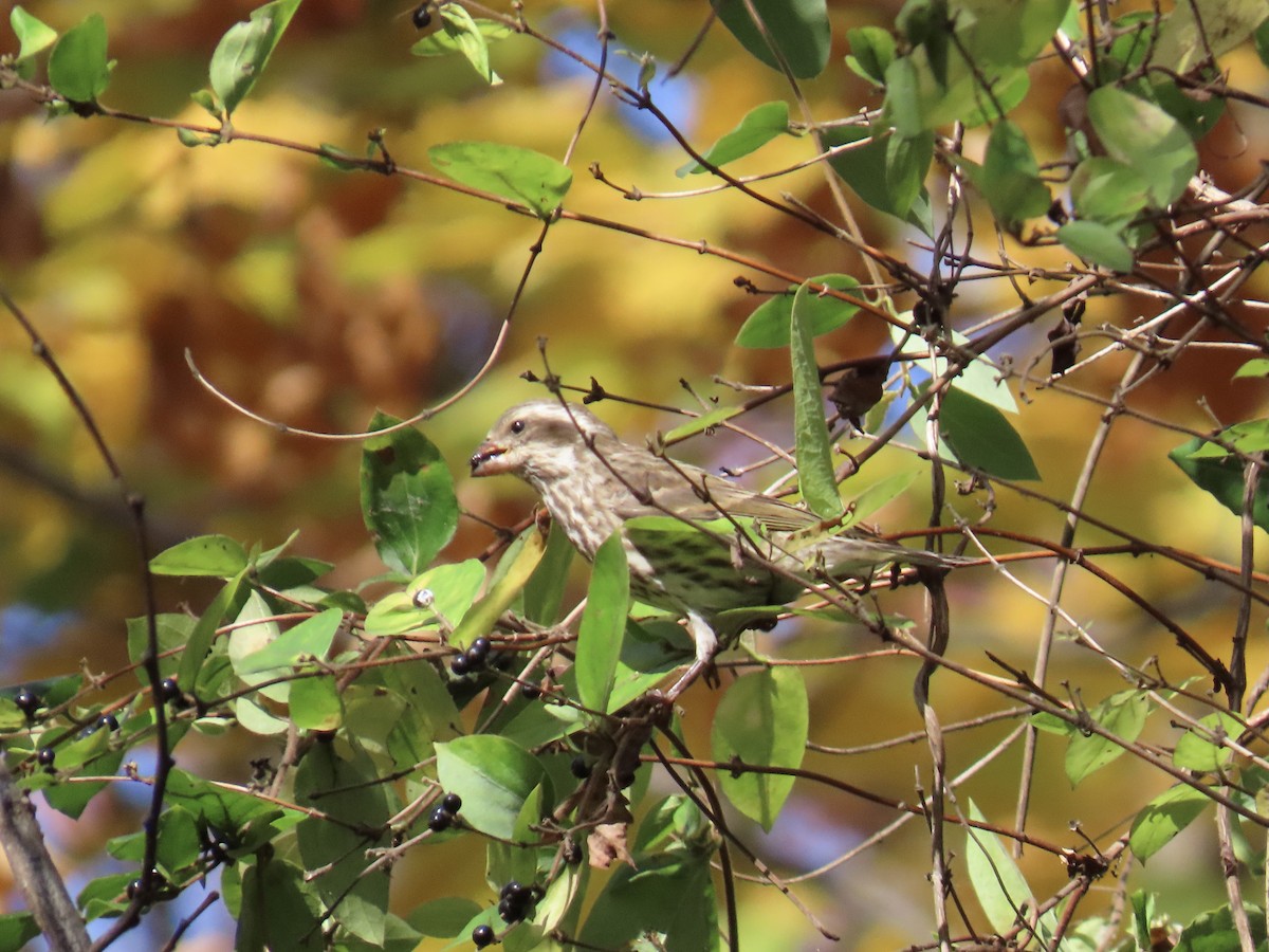 Purple Finch - ML645217520