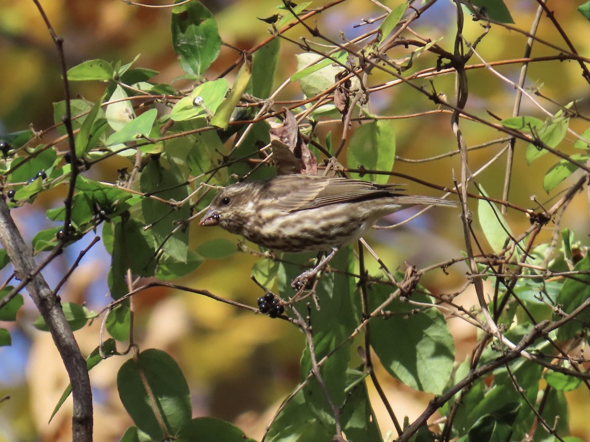 Purple Finch - ML645217526