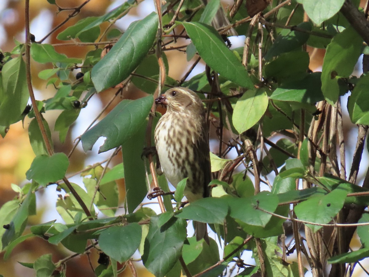 Purple Finch - ML645217527