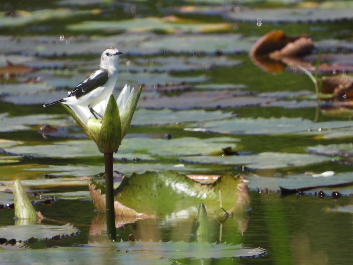 Moucherolle pie - ML645217541