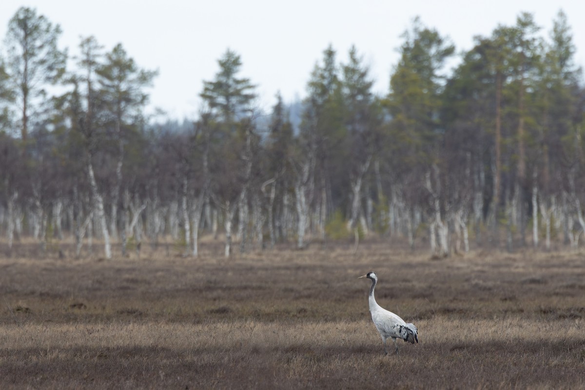 Common Crane - ML645217563