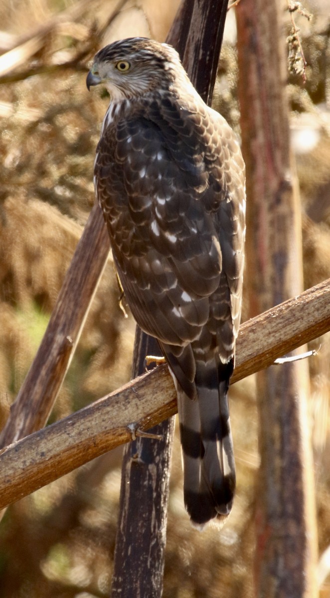 Cooper's Hawk - ML645217564