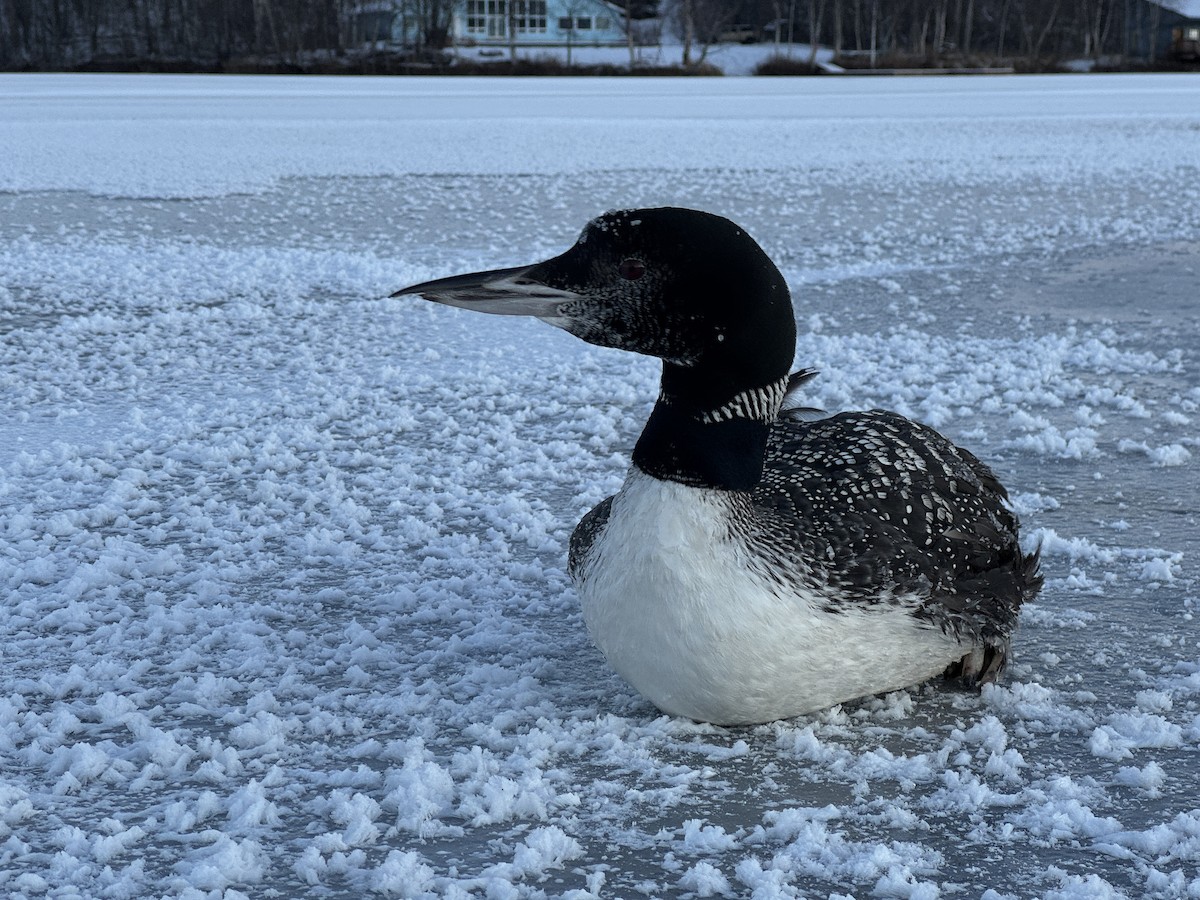 Colimbo Grande - ML645217566