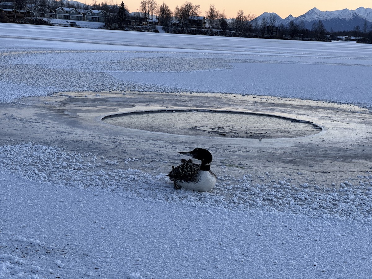 Colimbo Grande - ML645217567