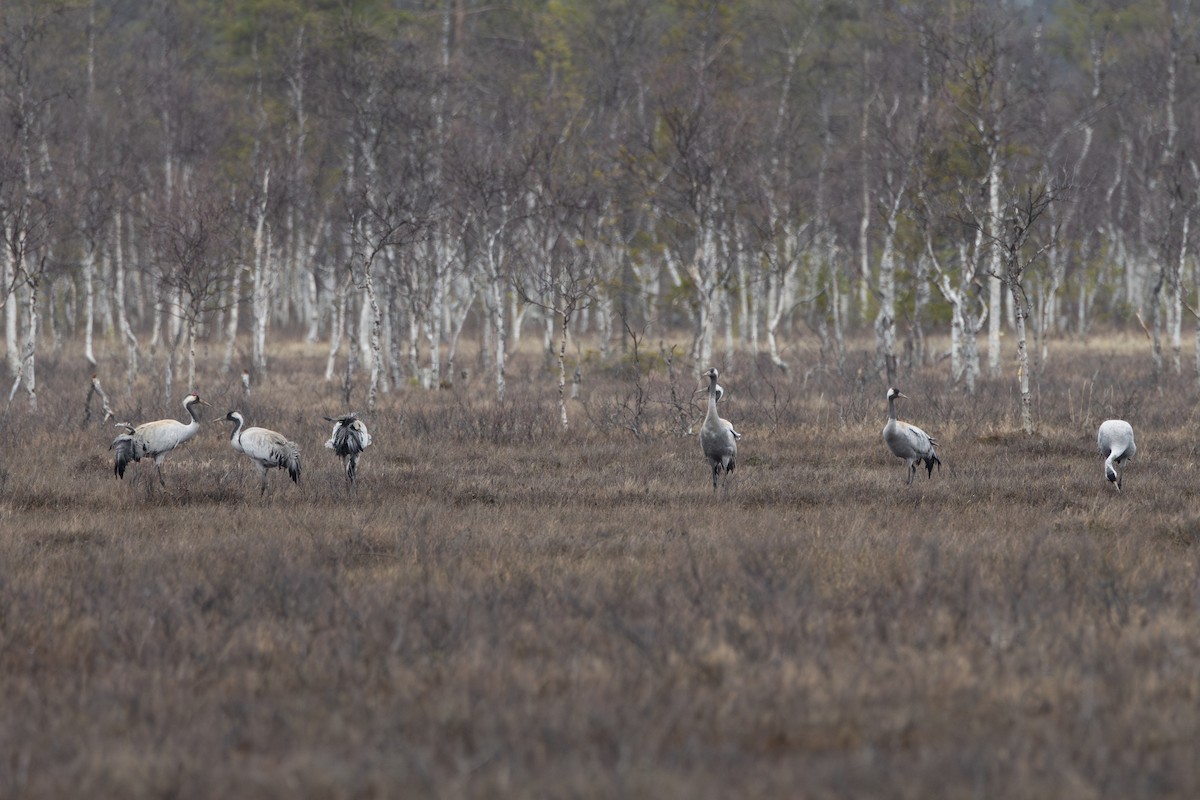 Common Crane - ML645217569