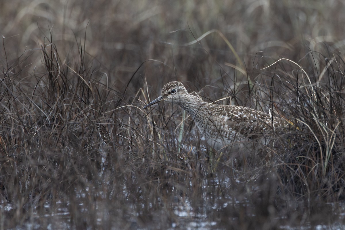 vodouš bahenní - ML645217572
