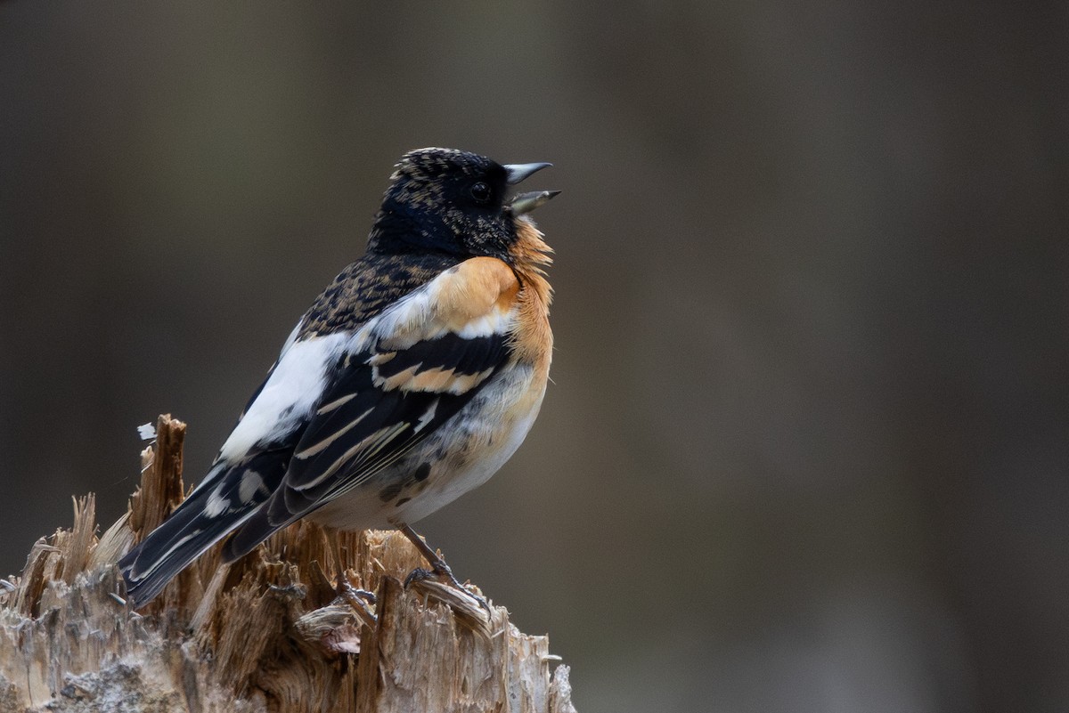 Brambling - ML645217578