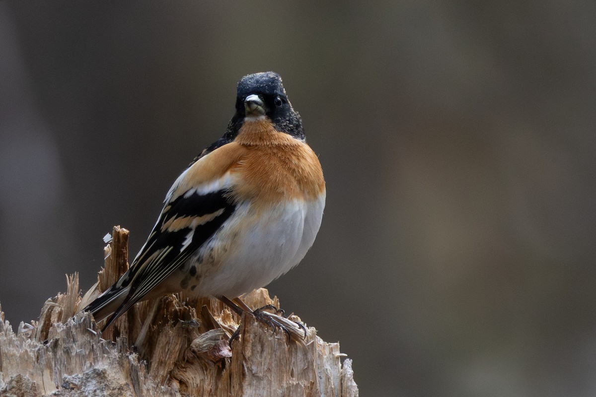 Brambling - ML645217579