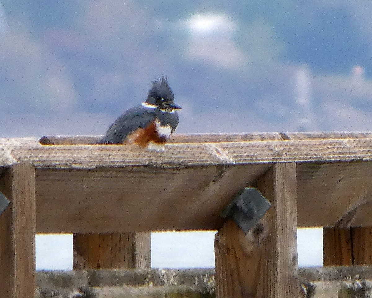 Belted Kingfisher - ML645217585