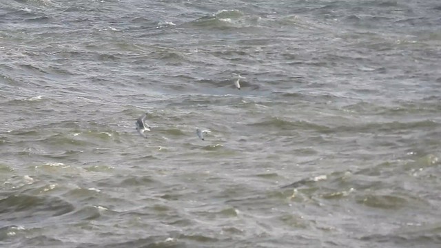 Black-legged Kittiwake - ML645217591