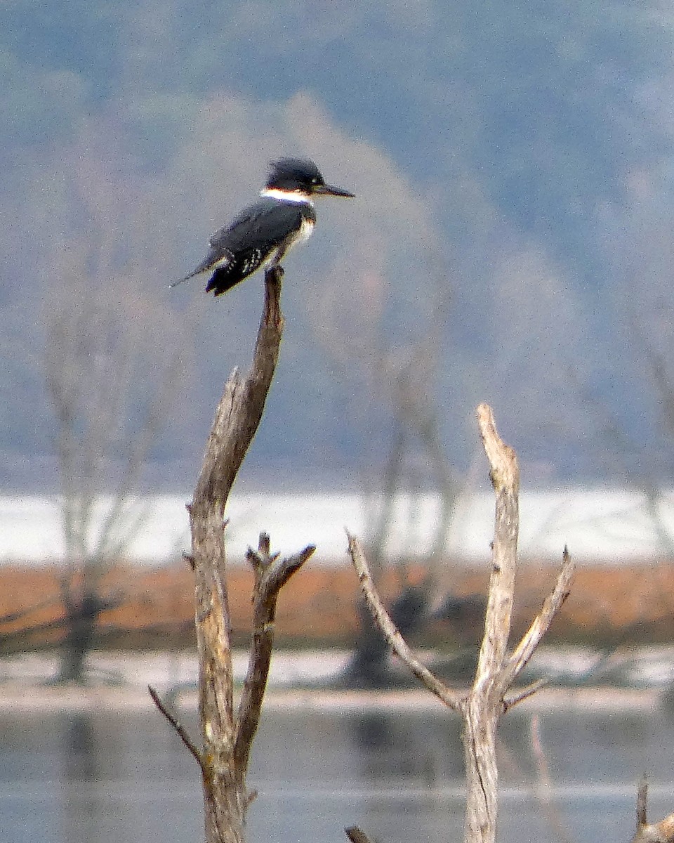 Belted Kingfisher - ML645217600