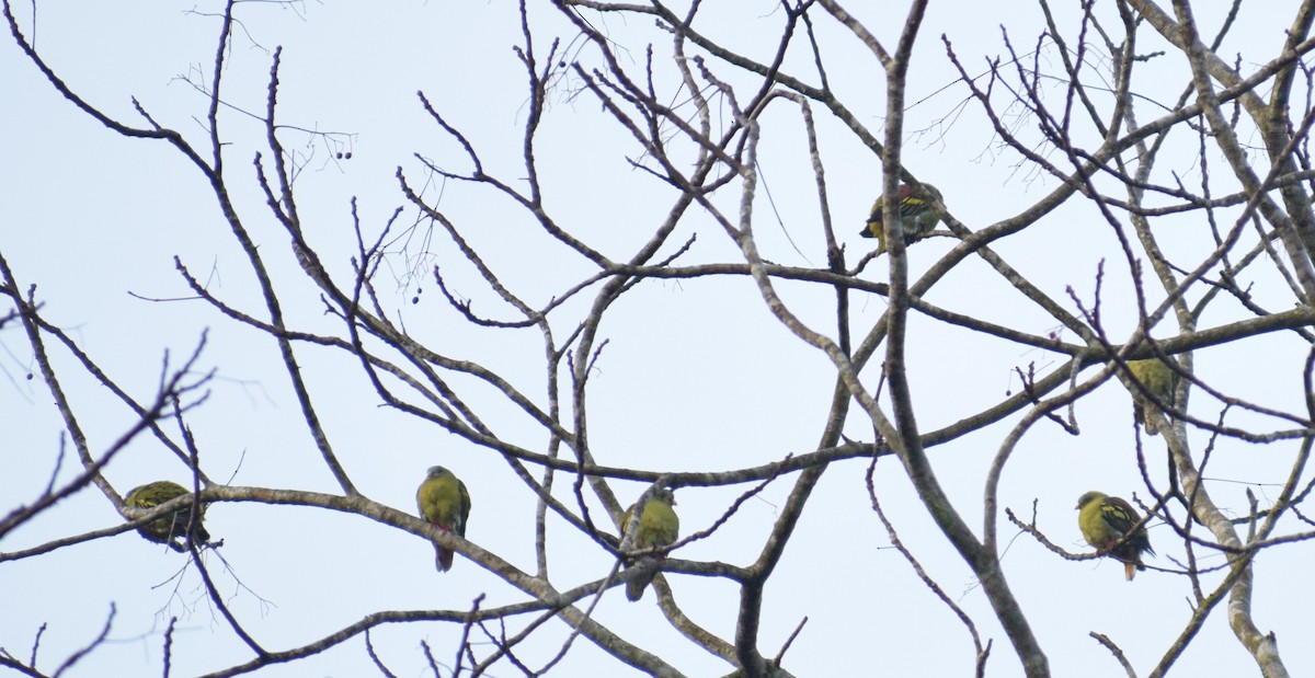 Вінаго індокитайський - ML645217605