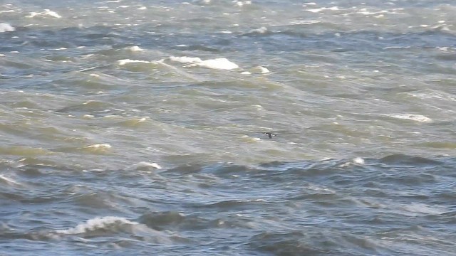 Common Murre - ML645217608